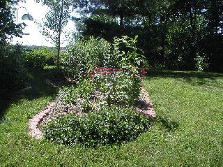 The same garden with native Indiana plants in bloom.