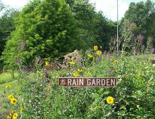 The Highway Garage rain garden in bloom.