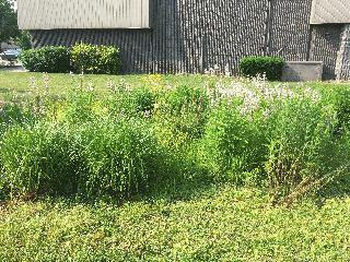 The Academy of Sciences Rain Garden 2
