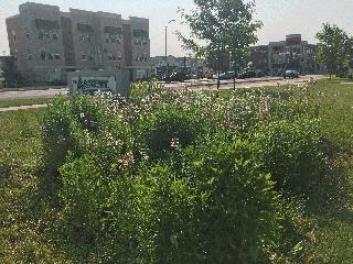 The Academy of Sciences Rain Garden 3