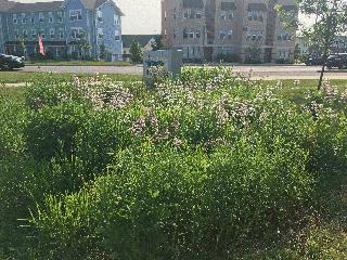 The Academy of Sciences Rain Garden 4