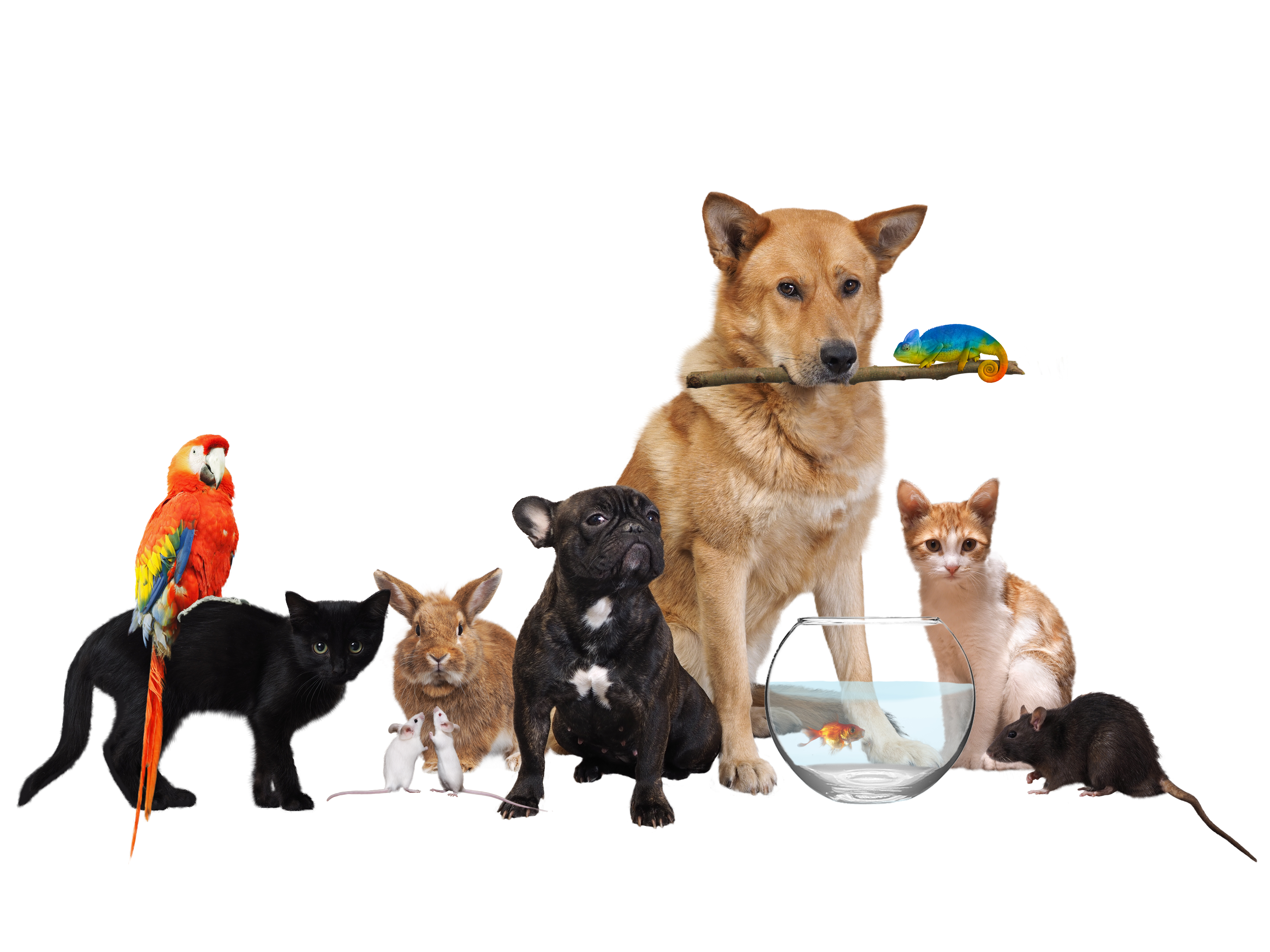 Pets