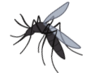 mosquito