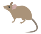 rats and mice