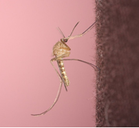 mosquito